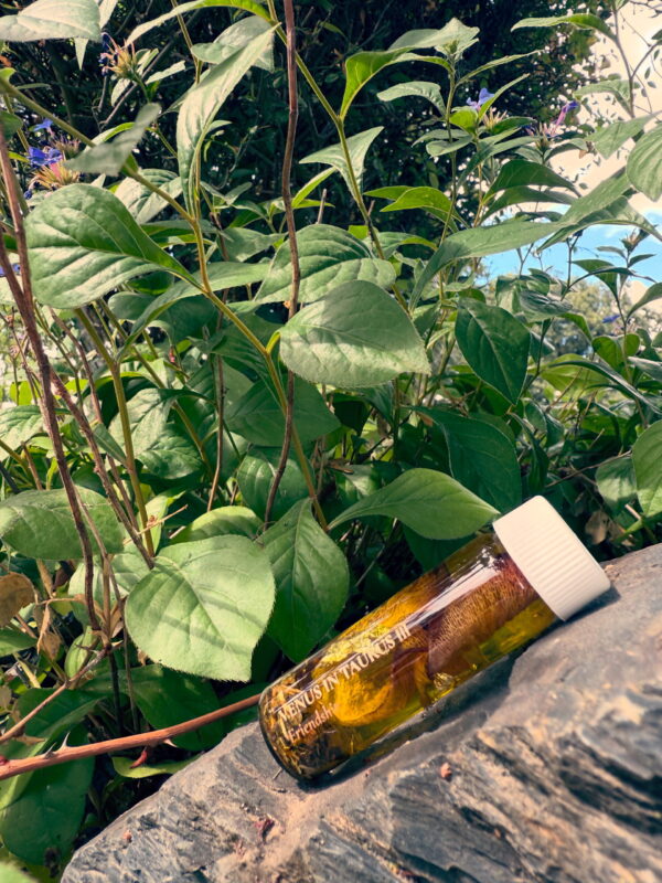 Venus in Taurus Earthly Delights Talismanic Materia Friendship Anointing Oil 2 Venus in Taurus Earthly Delights Talismanic Materia Friendship Anointing Oil 2