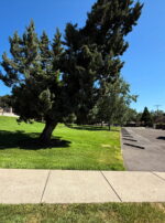 Leo III Third Decan of Leo Tour Bus