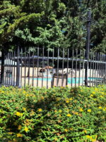 Leo III Third Decan of Leo Water Kolonia