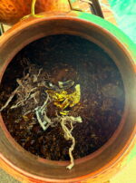 Leo III Third Decan of Leo Water