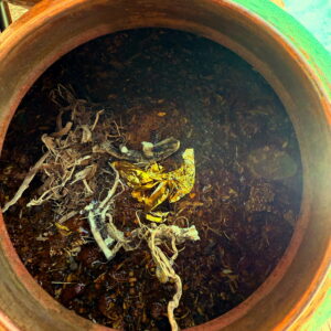 Water of the Third Decan of Leo