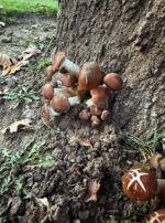 E87491A7-BF33-4433-8E2B-7A2F2684B38A