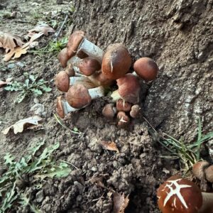 Jupiter in Cancer Acorn Ink + Stain