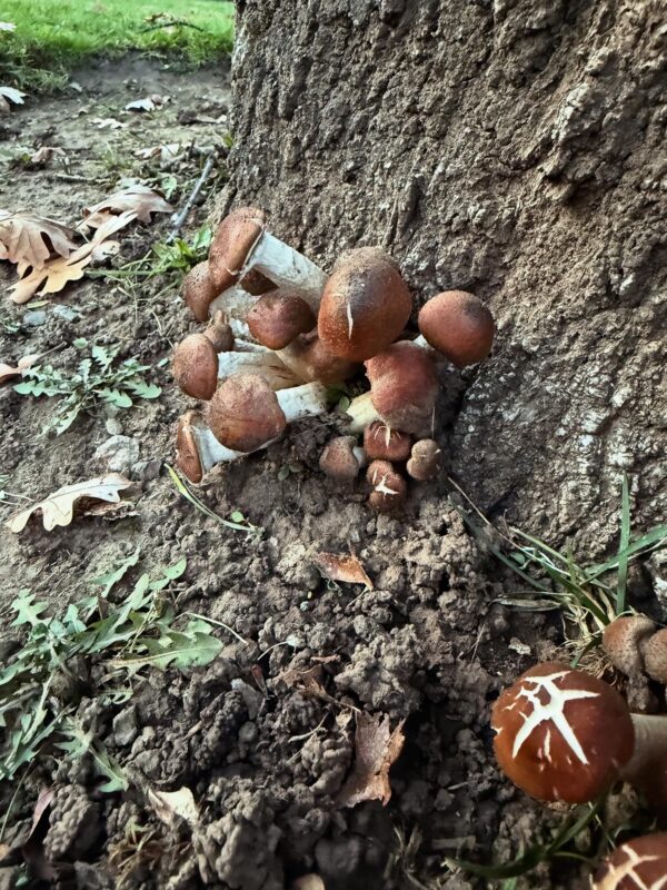 E87491A7-BF33-4433-8E2B-7A2F2684B38A