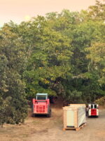 Exalted Jupiter in Cancer Talismanic Materia Generator