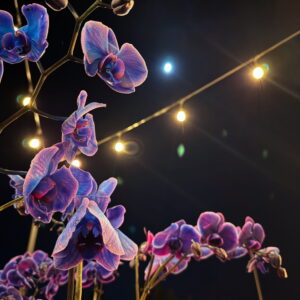 Jupiter in Cancer Spell Soap