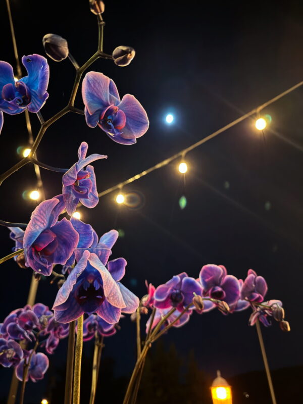 Exalted Jupiter in Cancer Talismanic Materia flowers Exalted Jupiter in Cancer Talismanic Materia flowers