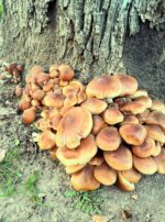 Exalted Jupiter in Cancer Talismanic Materia mushrooms