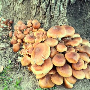 Jupiter in Cancer Bath Salts