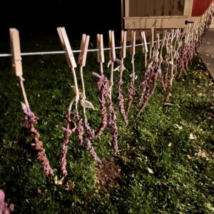 Jupiter in Cancer Lamb's Ear Taper