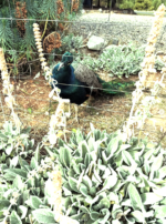 Screenshot 2025-12-06 at 9.15.38 PM