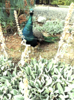 Screenshot 2025-12-06 at 9.15.48 PM