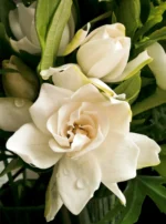 cd74f2fd2b8b817715fb06dcdbca1a79