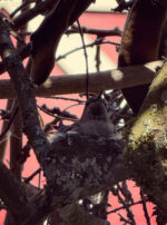 01C4D91A-F0F2-4B0D-BF63-57EB9AB1D172