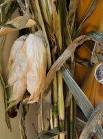 59C7452A-81D1-43F9-B495-9F31DBA3958A