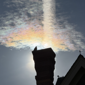 Spica Beautifying Skin, Hair, and Beard Oil