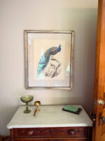 Spica Peacock Vertical